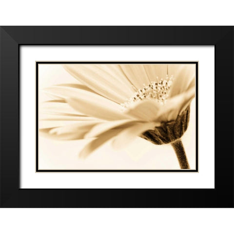 Daisy Black Modern Wood Framed Art Print with Double Matting by PhotoINC Studio