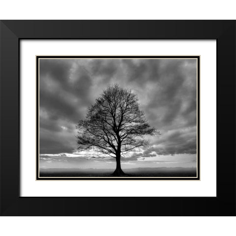 Great Tree Black Modern Wood Framed Art Print with Double Matting by PhotoINC Studio