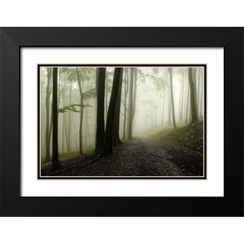 Green Woods 1 Black Modern Wood Framed Art Print with Double Matting by PhotoINC Studio