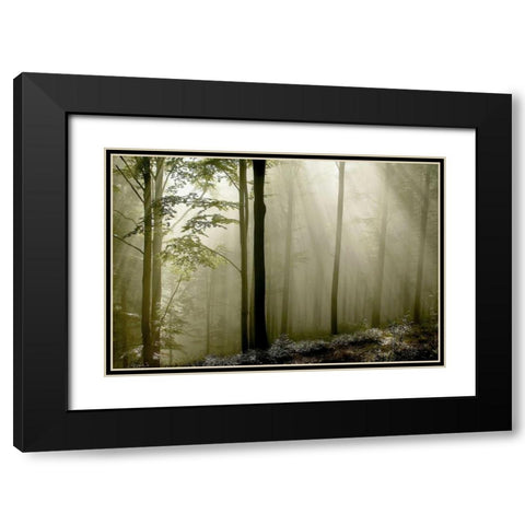Green Woods 2 Black Modern Wood Framed Art Print with Double Matting by PhotoINC Studio