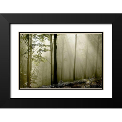 Green Woods 2 Black Modern Wood Framed Art Print with Double Matting by PhotoINC Studio