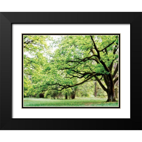 Green Woods 4 Black Modern Wood Framed Art Print with Double Matting by PhotoINC Studio