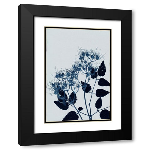 Clematis 1 Blue Black Modern Wood Framed Art Print with Double Matting by Folcarelli, Pernille