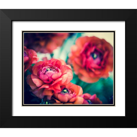 Ranunculi Black Modern Wood Framed Art Print with Double Matting by Quintero, Sonja
