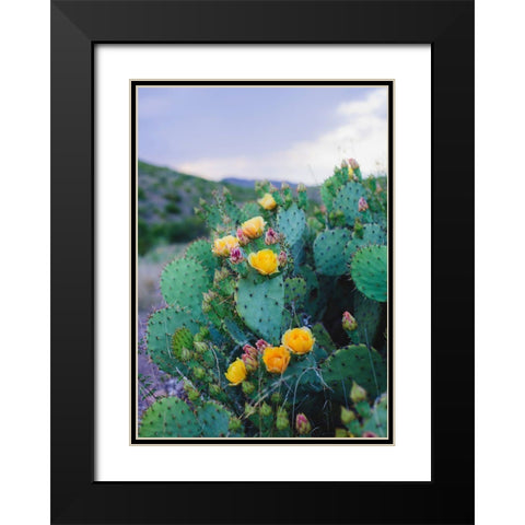 Spring Cacti No. 2 Black Modern Wood Framed Art Print with Double Matting by Quintero, Sonja
