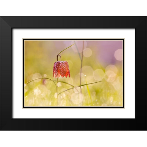 Fairy World I Black Modern Wood Framed Art Print with Double Matting by Raimond, Roeselien