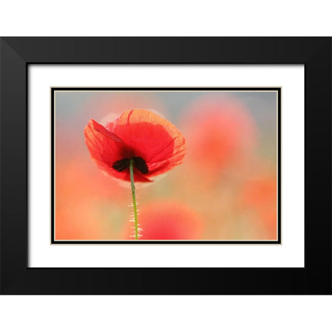 Poppy Dream Black Modern Wood Framed Art Print with Double Matting by Raimond, Roeselien