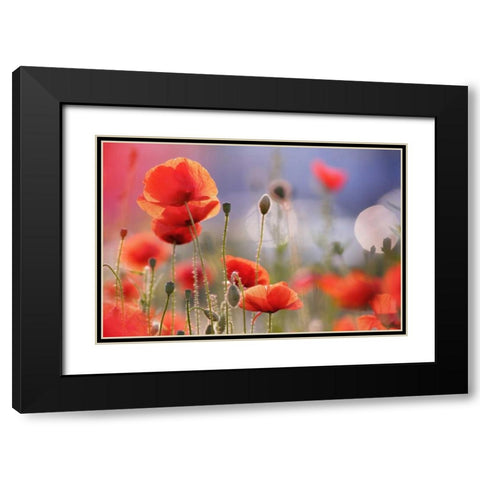 Poppy Delight Black Modern Wood Framed Art Print with Double Matting by Raimond, Roeselien