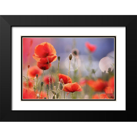 Poppy Delight Black Modern Wood Framed Art Print with Double Matting by Raimond, Roeselien