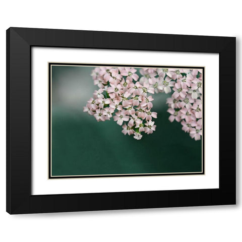 Blush Pink Flowers Black Modern Wood Framed Art Print with Double Matting by Ryan, Brooke T.