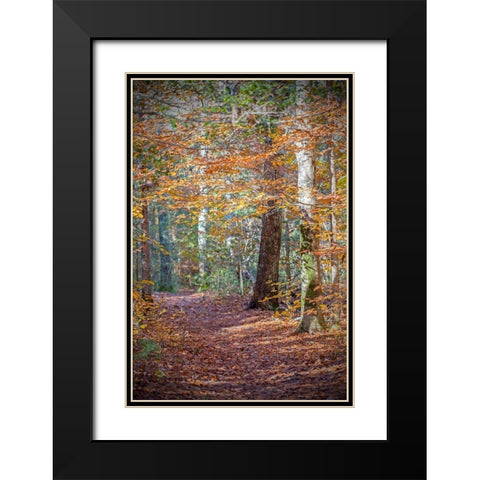 Rust Fall Forest Black Modern Wood Framed Art Print with Double Matting by Ryan, Brooke T.