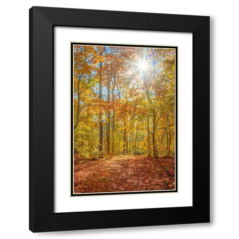 Autumn Forest Black Modern Wood Framed Art Print with Double Matting by Ryan, Brooke T.