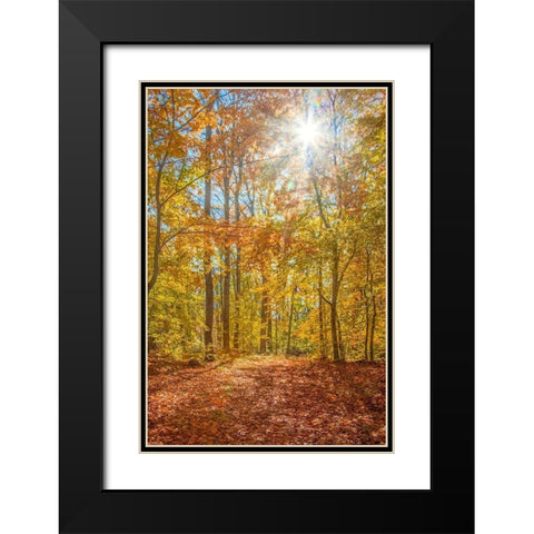 Autumn Forest Black Modern Wood Framed Art Print with Double Matting by Ryan, Brooke T.