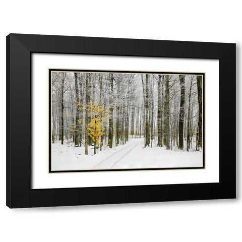 Mustard Tree Black Modern Wood Framed Art Print with Double Matting by Ryan, Brooke T.