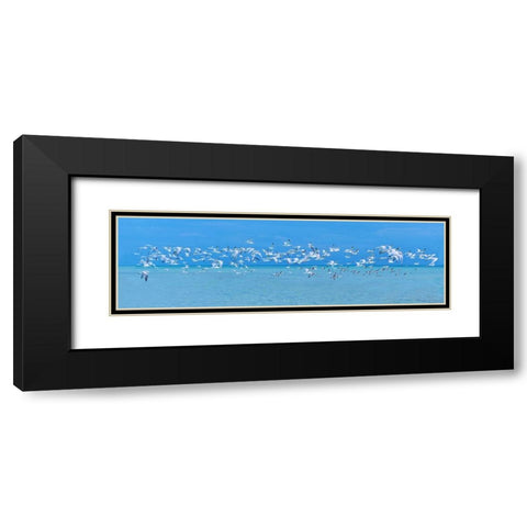 Sugarlife Seabirds Black Modern Wood Framed Art Print with Double Matting by Reed, Jack