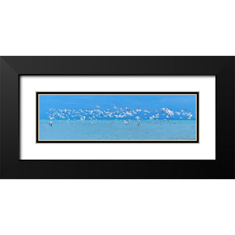 Sugarlife Seabirds Black Modern Wood Framed Art Print with Double Matting by Reed, Jack