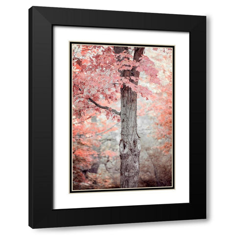 Pink and Coral Maple Tree Black Modern Wood Framed Art Print with Double Matting by Ryan, Brooke T.