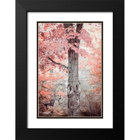 Pink and Coral Maple Tree Black Modern Wood Framed Art Print with Double Matting by Ryan, Brooke T.