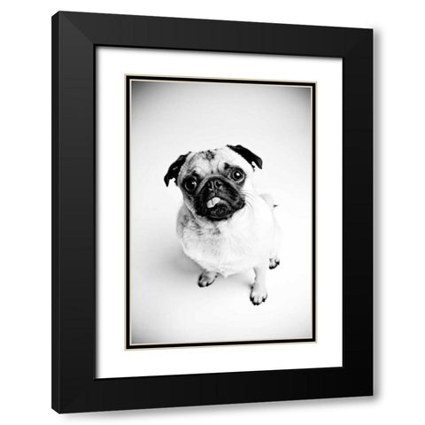 Piggie 7 Black Modern Wood Framed Art Print with Double Matting by Sabo, Susan
