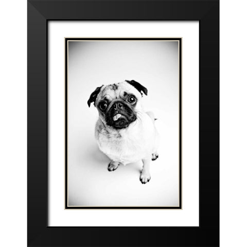 Piggie 7 Black Modern Wood Framed Art Print with Double Matting by Sabo, Susan