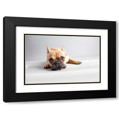 Sad Frenchie Black Modern Wood Framed Art Print with Double Matting by Sabo, Susan