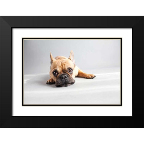 Sad Frenchie Black Modern Wood Framed Art Print with Double Matting by Sabo, Susan