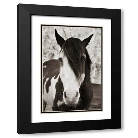 Pale Eyed Stallion Black Modern Wood Framed Art Print with Double Matting by Scott, Traer