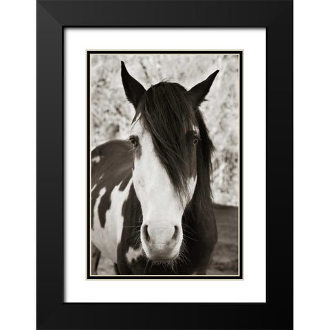 Pale Eyed Stallion Black Modern Wood Framed Art Print with Double Matting by Scott, Traer
