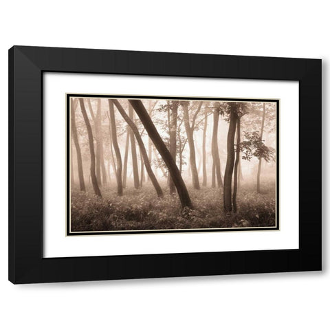 Reticent Woods Black Modern Wood Framed Art Print with Double Matting by Svibilsky, Igor
