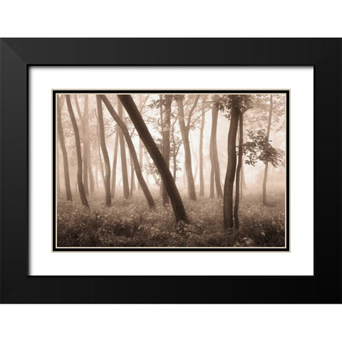 Reticent Woods Black Modern Wood Framed Art Print with Double Matting by Svibilsky, Igor