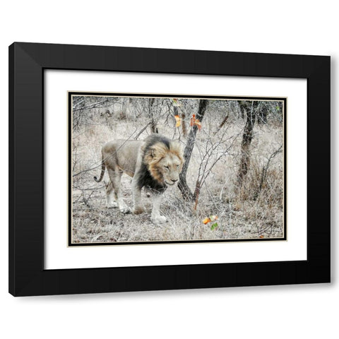 Lion Black Modern Wood Framed Art Print with Double Matting by Sobol, Helene