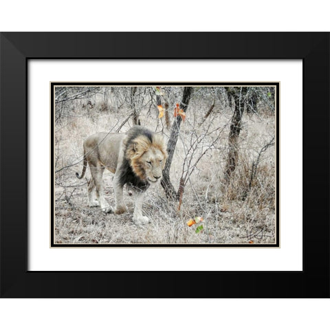 Lion Black Modern Wood Framed Art Print with Double Matting by Sobol, Helene