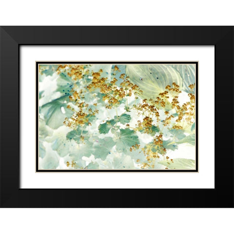 Golden Ladys Mantle Black Modern Wood Framed Art Print with Double Matting by Stalus, Judy