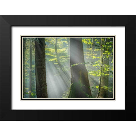 Shower of Light Black Modern Wood Framed Art Print with Double Matting by Schneidersmann, Anne