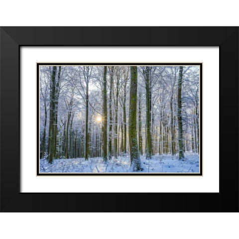 Frosty Forest Black Modern Wood Framed Art Print with Double Matting by Schneidersmann, Anne