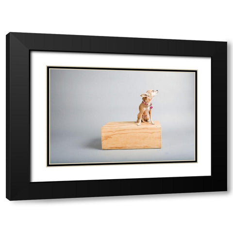 Small Dog, Big World Black Modern Wood Framed Art Print with Double Matting by Sabo, Susan