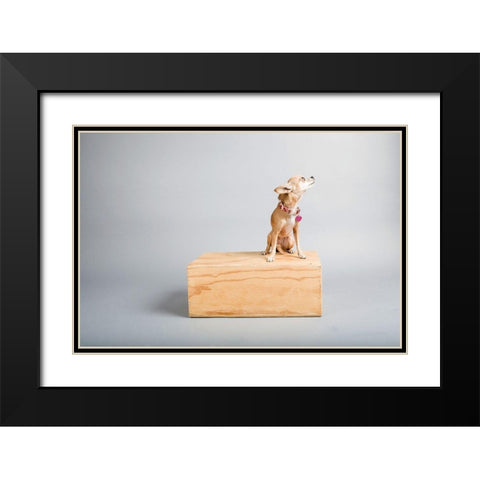 Small Dog, Big World Black Modern Wood Framed Art Print with Double Matting by Sabo, Susan