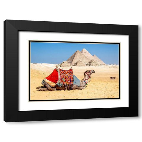 Camel Resting by the Pyramids, Giza, Egypt Black Modern Wood Framed Art Print with Double Matting by Silver, Richard