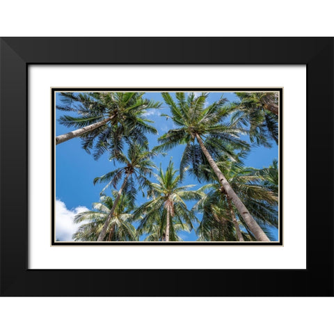 Palawan Palm Trees II Black Modern Wood Framed Art Print with Double Matting by Silver, Richard