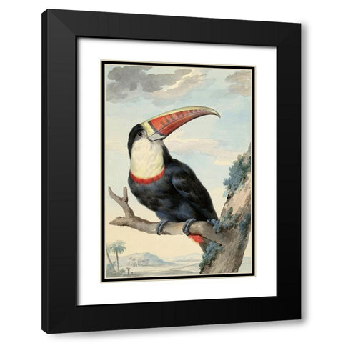 Red-billed Toucan, c. 1748 Black Modern Wood Framed Art Print with Double Matting by Schouman, Aert