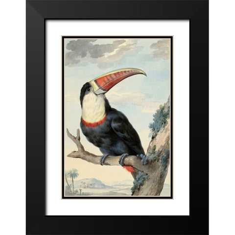 Red-billed Toucan, c. 1748 Black Modern Wood Framed Art Print with Double Matting by Schouman, Aert