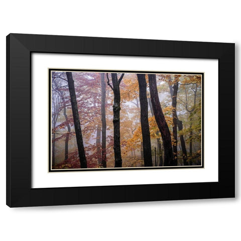 October Trees Black Modern Wood Framed Art Print with Double Matting by Sinclair, Kelly
