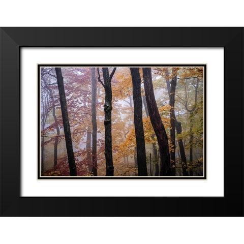 October Trees Black Modern Wood Framed Art Print with Double Matting by Sinclair, Kelly