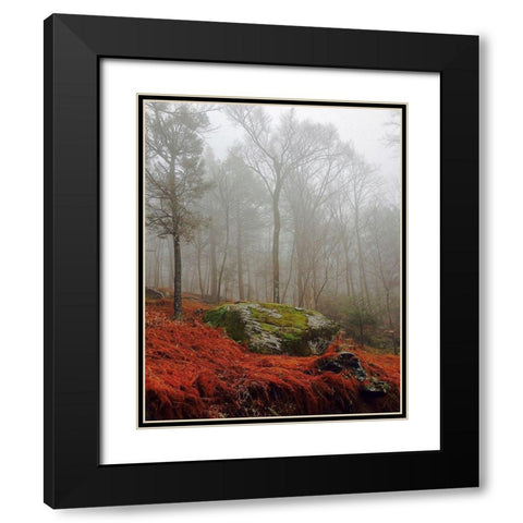 Red Ferns Black Modern Wood Framed Art Print with Double Matting by Sinclair, Kelly