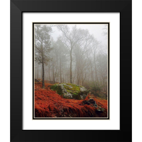 Red Ferns Black Modern Wood Framed Art Print with Double Matting by Sinclair, Kelly