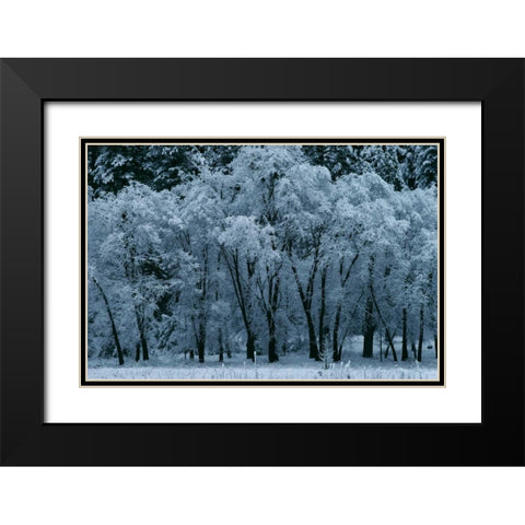 Black Oaks Yosemite Black Modern Wood Framed Art Print with Double Matting by Thomas, Alain