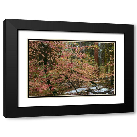 Dogwoods and Sequoia Black Modern Wood Framed Art Print with Double Matting by Thomas, Alain