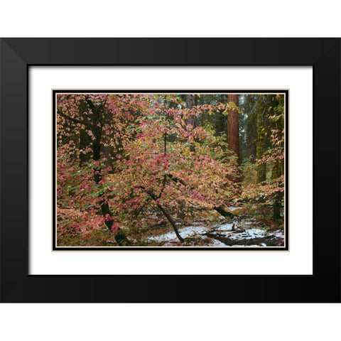 Dogwoods and Sequoia Black Modern Wood Framed Art Print with Double Matting by Thomas, Alain