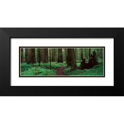 Redwoods Path Black Modern Wood Framed Art Print with Double Matting by Thomas, Alain