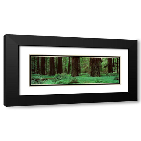 Redwoods Rolph Grove Black Modern Wood Framed Art Print with Double Matting by Thomas, Alain